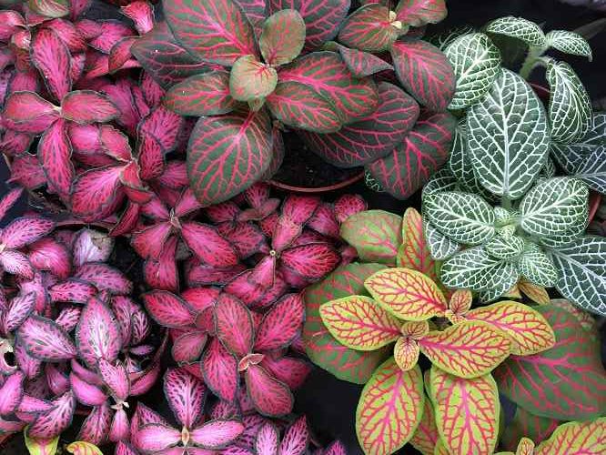 rare indoor plants