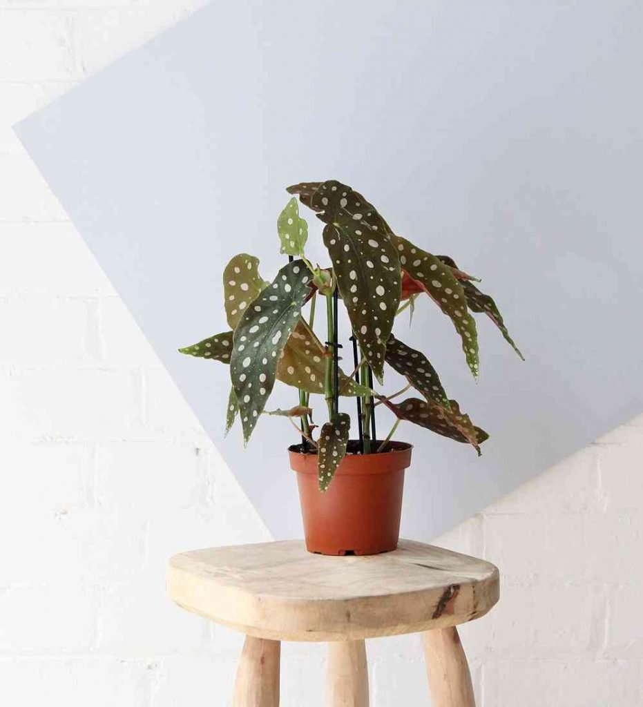rare indoor plants